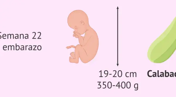 Bebé de 22 semanas de embarazo, mide 19-20 cm y pesa 350-400 g, similar a un calabacín.