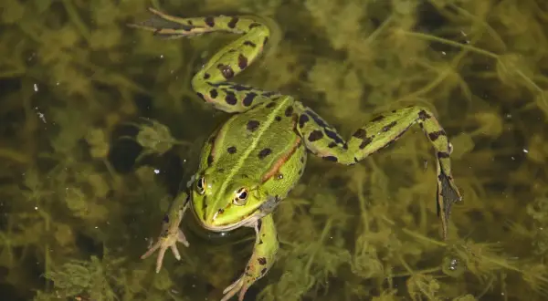 Une grenouille verte, tachetée de noir, nage dans une mare trouble, ses pattes palmées déployées.