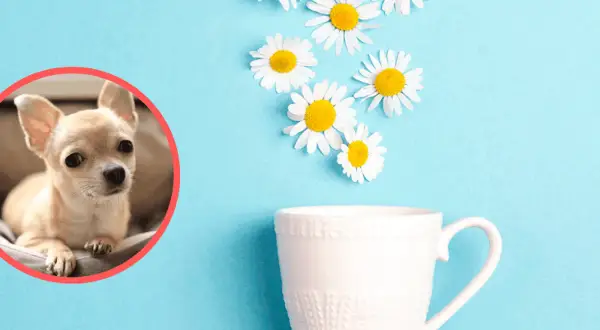 Czy pies może pić rumianek? Uroczy chihuahua patrzy na filiżankę z kwiatami, sugerując naturalne sposoby na ukojenie.
