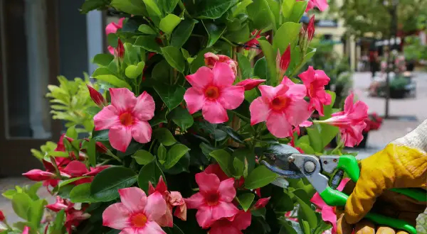 Maintenir la beauté d'un dipladenia par une taille soignée. Des fleurs roses éclatantes et des feuilles vertes luxuriantes.
