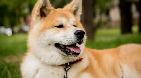 Urocza akita leży na trawie. Czy akita jest groźna? Ten piesek wygląda na łagodnego i przyjaznego.