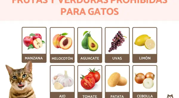 Lista de frutas y verduras que no pueden comer los gatos: manzana, melocotón, aguacate, uvas, limón, ajo, tomate, patata y cebolla.