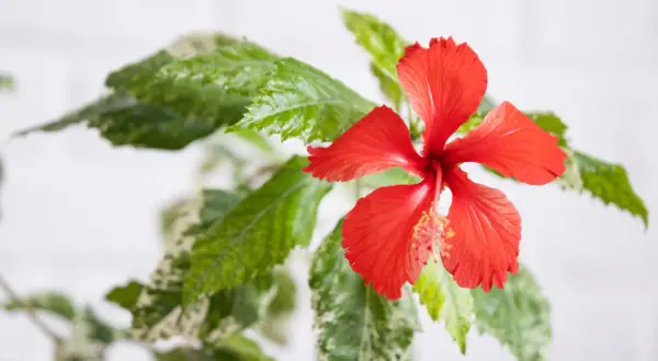 Czerwony kwiat hibiskusa z zielonymi liśćmi. Idealny na relaksującą herbatę z hibiskusem w ciąży.