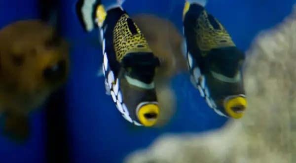 Oceanarium Rewal - odkryj fascynujący świat podwodny i atrakcje