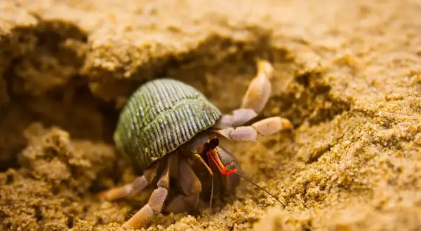 Mały krab pustelnik bez muszli, z zielonym pancerzem w paski, wychodzi z piaskowego zagłębienia.