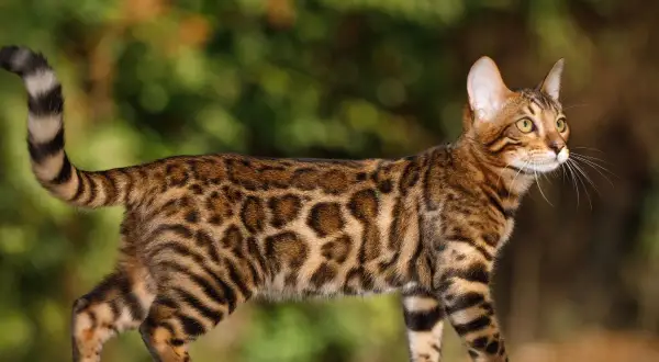 Piękny kot bengalski, jeden z egzotycznych gatunków kotów, prezentuje swoje cętkowane futro na tle zieleni.