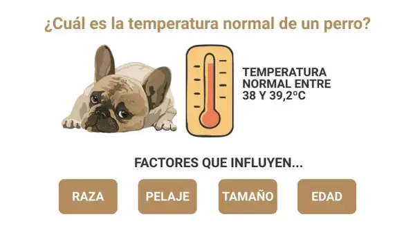 Un bulldog francés y un termómetro indican la temperatura normal de los perros: entre 38 y 39,2°C. Factores como raza, pelaje, tamaño y edad influyen.