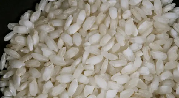 Gros plan sur du riz rond, parfait pour un risotto crémeux.