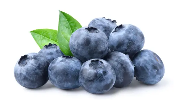 Mirtilli freschi con foglie verdi. Un frutto con basso indice glicemico, ideale per una dieta sana.