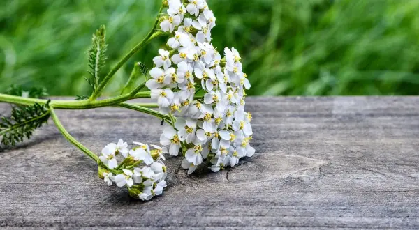 Białe kwiaty krwawnika na drewnianym blacie. Krwawnik właściwości lecznicze znane od wieków.