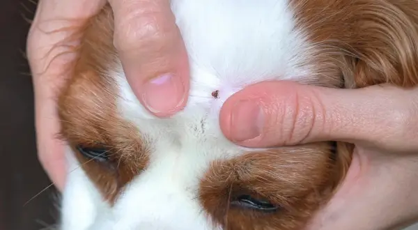 Nahaufnahme: Hände ziehen eine Zecke beim Hund vorsichtig heraus.