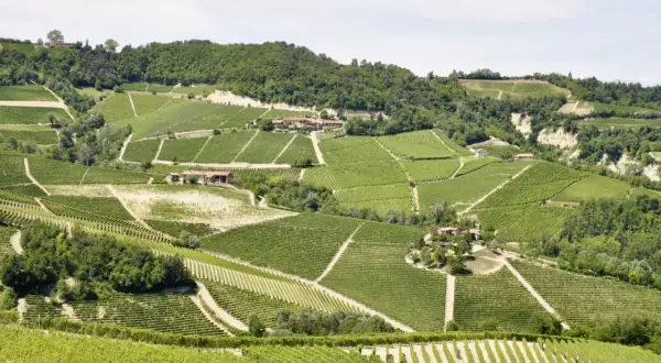 Sanfte Hügel mit endlosen Weinbergen, die die berühmte Barbaresco Rebsorte tragen. Kleine Häuser schmiegen sich in die Landschaft.