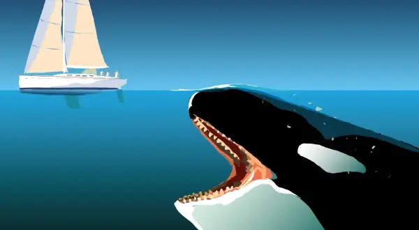 Ein Orca-Angriff auf ein Segelboot. Ein riesiger Orca mit offenem Maul nähert sich einem Segelboot mit Menschen an Bord.