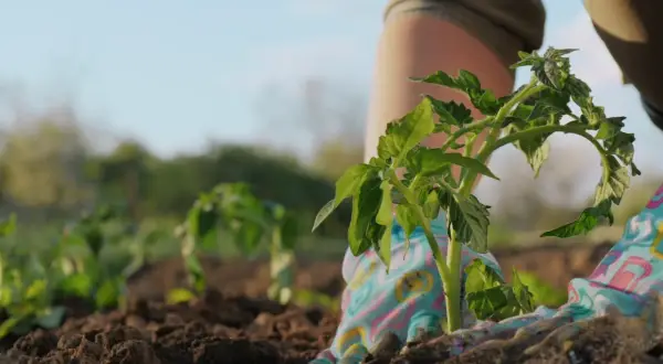 Sadzenie pomidorów zgodnie z kalendarzem biodynamicznym działkowca. Rękawiczki w kolorowe wzory chronią dłonie podczas pracy w ziemi.