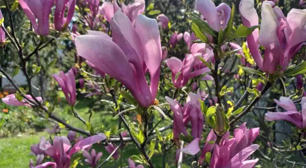 Kwitnąca magnolia w donicy, jej różowe, kielichowate kwiaty rozkwitają na tle zielonego ogrodu.