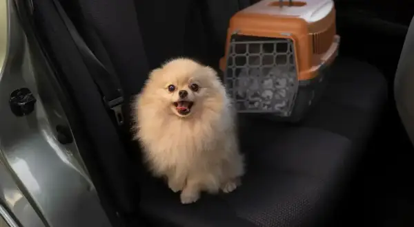 Puszysty piesek siedzi na tylnym siedzeniu samochodu obok transportera.
