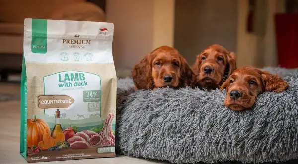 Trzy urocze szczenięta rasy Irish Setter leżą w miękkim legowisku obok torby z karmą dla szczeniąt.