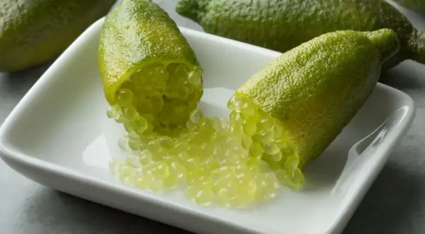 Citronnier caviar : des fruits verts allongés ouverts révèlent leurs perles juteuses sur une coupelle blanche.