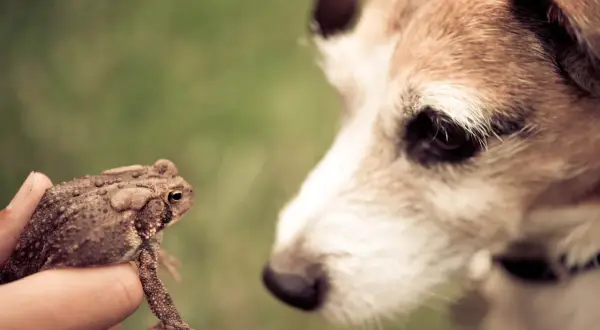 A hand holds a toad, presenting it to a curious dog. This image prompts the question: are toads poisonous to dogs?
