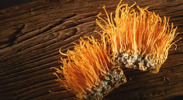 Dwa grzyby cordyceps na drewnianym tle. Cordyceps na co? Na zdrowie i witalność, ceniony w medycynie naturalnej.