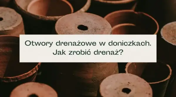 Drenaż w doniczce - klucz do zdrowych roślin i uniknięcia gnicia korzeni