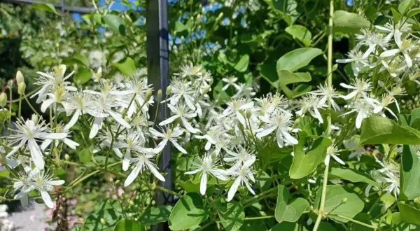 Kwitnący powoj **clematis jak szybko rośnie** na tle zieleni i błękitnego nieba.