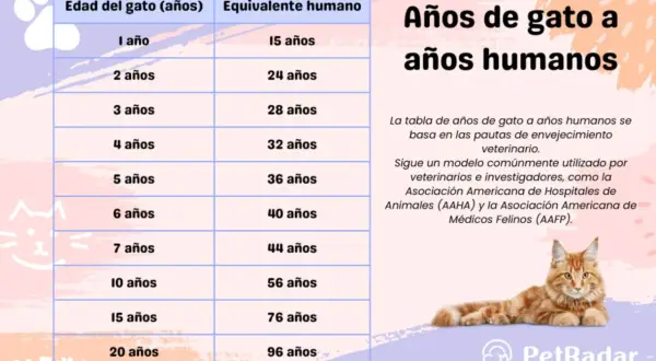 Tabla que muestra cuánto vive un gato en años humanos. Un gato de 1 año equivale a 15 años humanos.