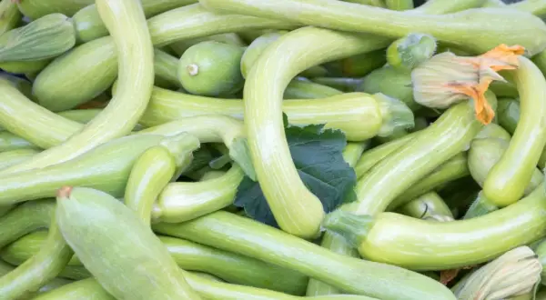 Zucchine trombetta fresche, perfette per le ricette liguri. Un tripudio di verde e sapori autentici.