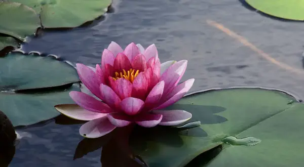 Magnifique nénuphar rose flottant sur l'eau sombre, entouré de feuilles vertes. Une invitation à découvrir comment planter des nénuphars dans un étang.