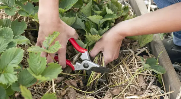 Hände mit einer Gartenschere schneiden Erdbeerpflanzen.