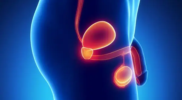 Anatomia męskiego układu rozrodczego z podświetloną prostatą. Długość leczenia hormonalnego prostaty zależy od wielu czynników.