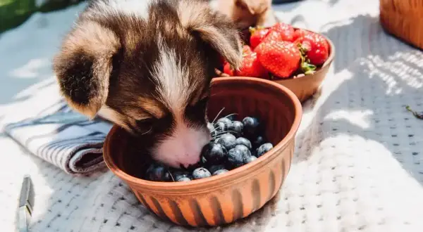 Un cachorro adorable explora un cuenco de arándanos, demostrando que los perros pueden comer arándanos. A su lado, otro cuenco con fresas.