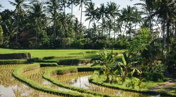 Tarasy ryżowe na Bali, otoczone palmami i tropikalną roślinnością, tworzą idylliczny krajobraz. To idealne miejsce na wiza na Bali.