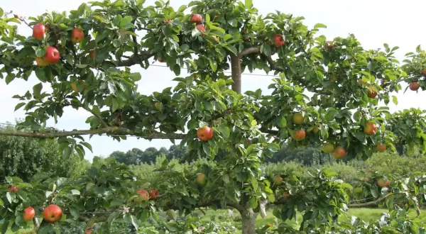 Reife Äpfel hängen an einem Spalierobstbaum, der als natürlicher Sichtschutz dient.