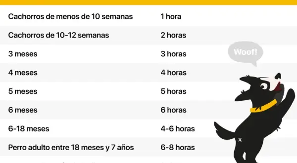 Tabla que indica el tiempo máximo recomendado para dejar al perro solo en casa según su edad. Un perro feliz es un perro que no pasa demasiado tiempo solo.