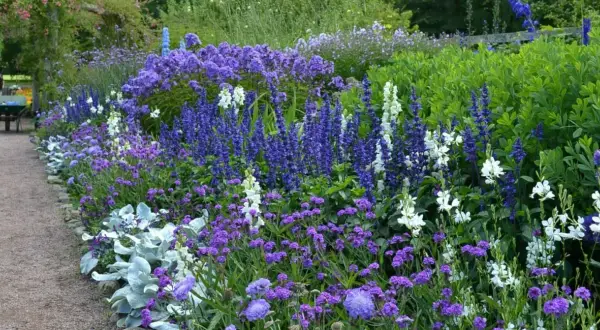 En vacker perennrabatt med lila och vita blommor längs en grusgång. Perfekt rabatt inspiration för en somrig trädgård.