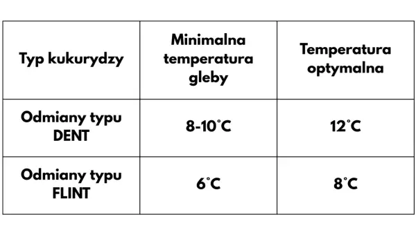 Tabela pokazuje, kiedy siać kukurydzę: odmiany DENT potrzebują 8-10°C gleby, a FLINT 6°C.