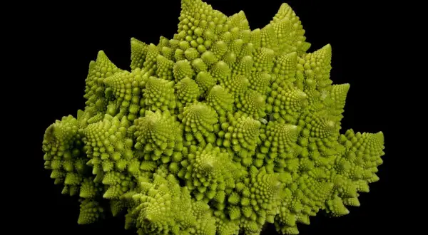 Zielone warzywo podobne do kalafiora, romanesco, o hipnotyzującym, fraktalnym kształcie, wyrasta na czarnym tle.