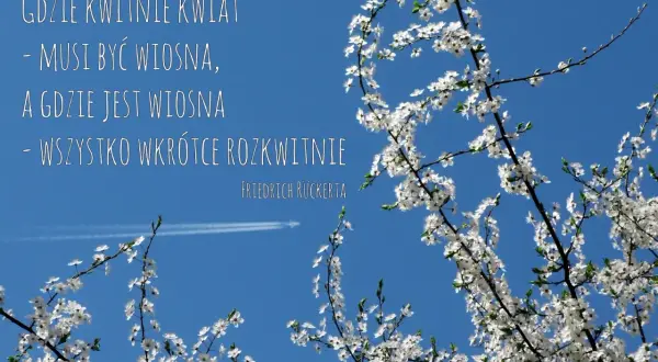 Kwiaty na tle błękitnego nieba przypominają o wiośnie i nadziei. Cytaty o kwiatach i ich rozkwicie.