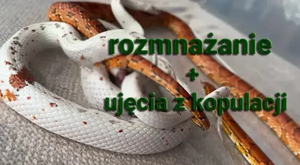 Jak węże się rozmnażają? Szokujące fakty o ich rozmnażaniu