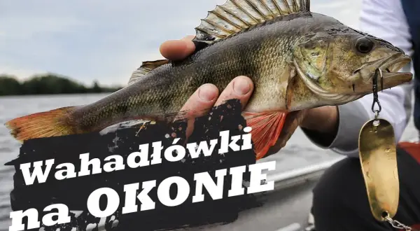 Kiedy sezon na okonia? Poznaj najlepsze miesiące i techniki łowienia