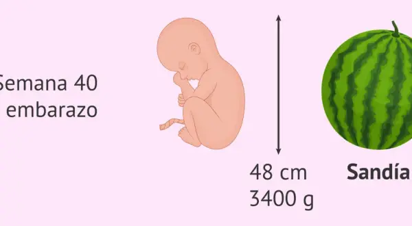 Bebé de 40 semanas de embarazo, tamaño de sandía, 48 cm, 3400 g. ¿40 semanas cuántos meses son? ¡Casi 9 meses!