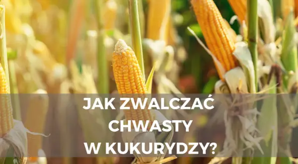 Jak skutecznie zwalczyć chwastnicę jednostronną w uprawach kukurydzy