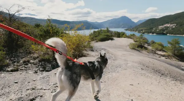 Un husky court avec son chien sur un sentier rocailleux, avec un lac bleu et des montagnes en arrière-plan.