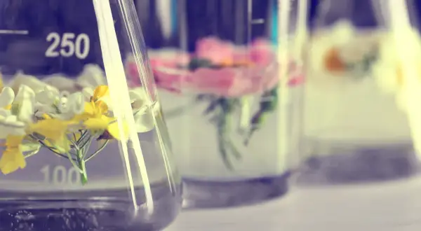 Blumen in Bechergläsern mit Flüssigkeit, die auf die Extraktion von Duftstoffen mit alcohol denat. hindeutet.