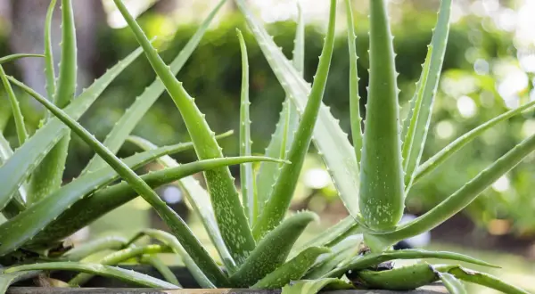Gęsty, zielony **aloes** w kamiennej donicy, z rozmyłym tłem pełnym zieleni i światła.