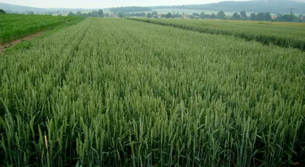 Zielone pole pszenicy, zapowiadające obfite plony. Widać, ile zboża z hektara można uzyskać przy dobrych warunkach.