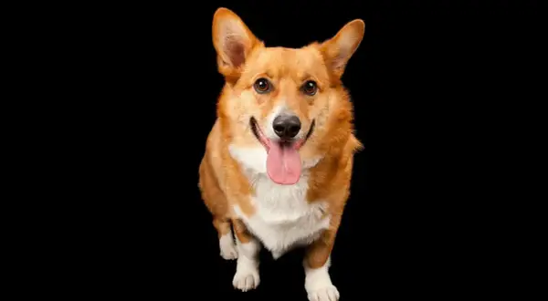 Qué perro elegir: descubre la raza ideal para tu hogar y estilo de vida