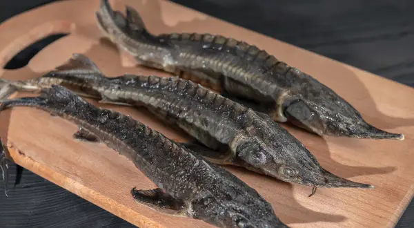 Czym żywi się jesiotr? Odkryj sekrety jego diety w naturze i hodowli