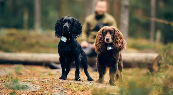 Två cocker spanielhundar, en svart och en brun, med GPS-halsband i skogen. Man undrar hur gammal blir en cocker spaniel?